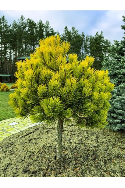 Pinus mugo Winter Gold shtamb посадка